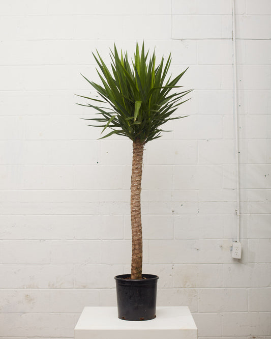 Yucca Cane: Yucca gigantea - 12 inch pot - 5-6 foot tall