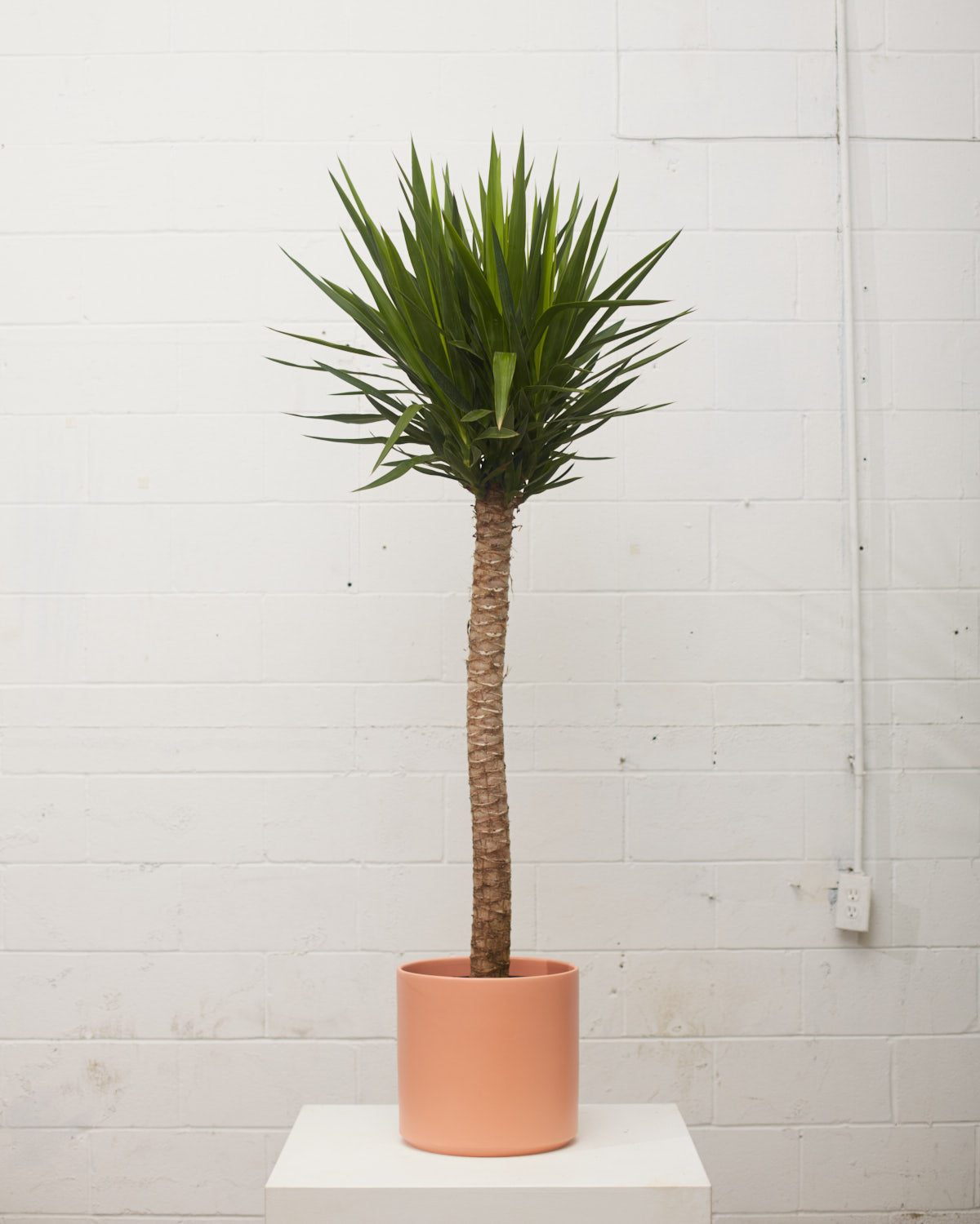 Yucca Cane: Yucca gigantea - 12 inch pot - 5-6 foot tall