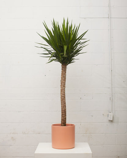 Yucca Cane: Yucca gigantea - 12 inch pot - 5-6 foot tall
