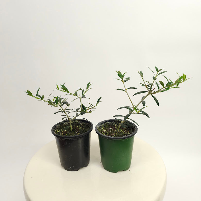 Baby Bonsai Olive Tree: Olea europaea 'Arbequina' - 4 inch pot