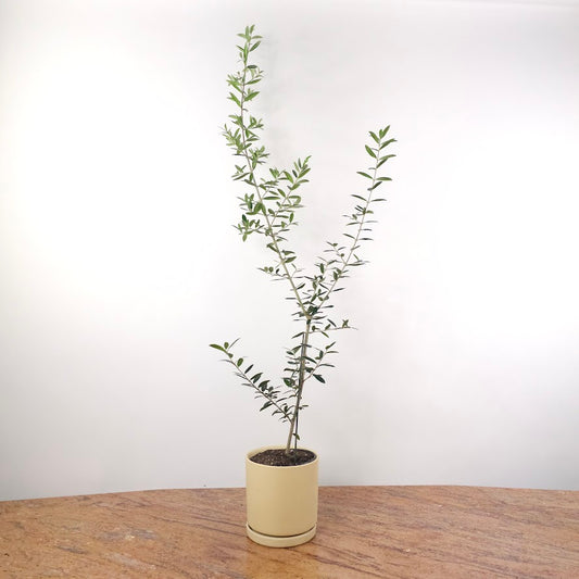 Olive Tree: Olea europaea 'Arbequina' - 6 inch pot - 2-3 foot tall