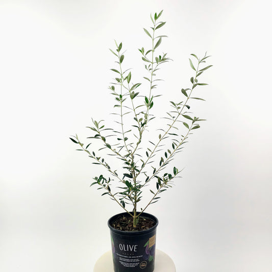 Olive Tree: Olea europaea 'Arbequina' - 8 inch pot - 2-3 foot tall