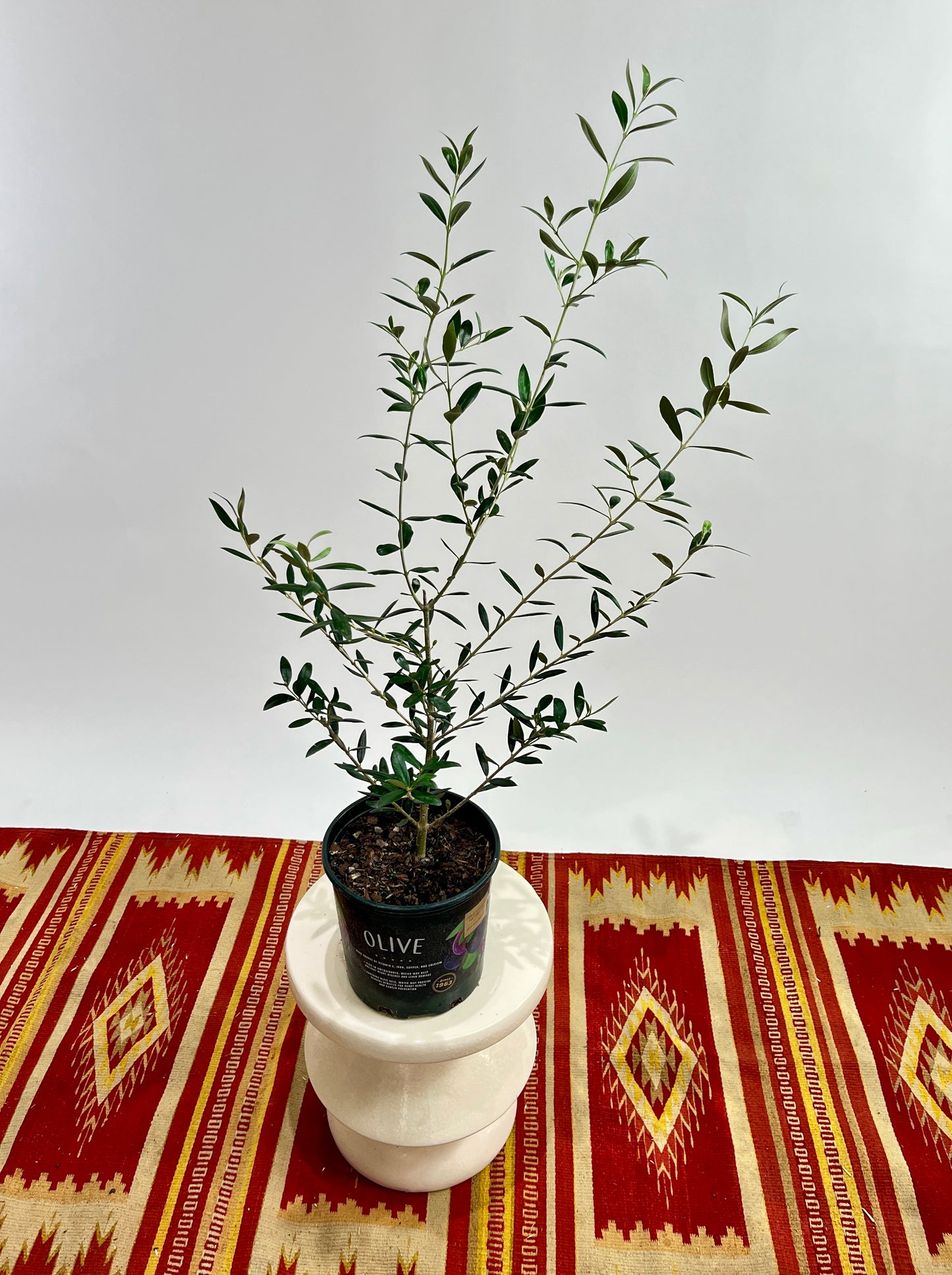 Olive Tree: Olea europaea 'Arbequina' - 8 inch pot - 2-3 foot tall