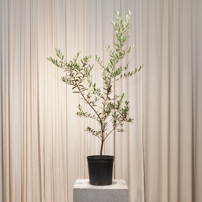 Olive Tree: Olea europaea 'Arbequina' - 8 inch pot - 2-3 foot tall