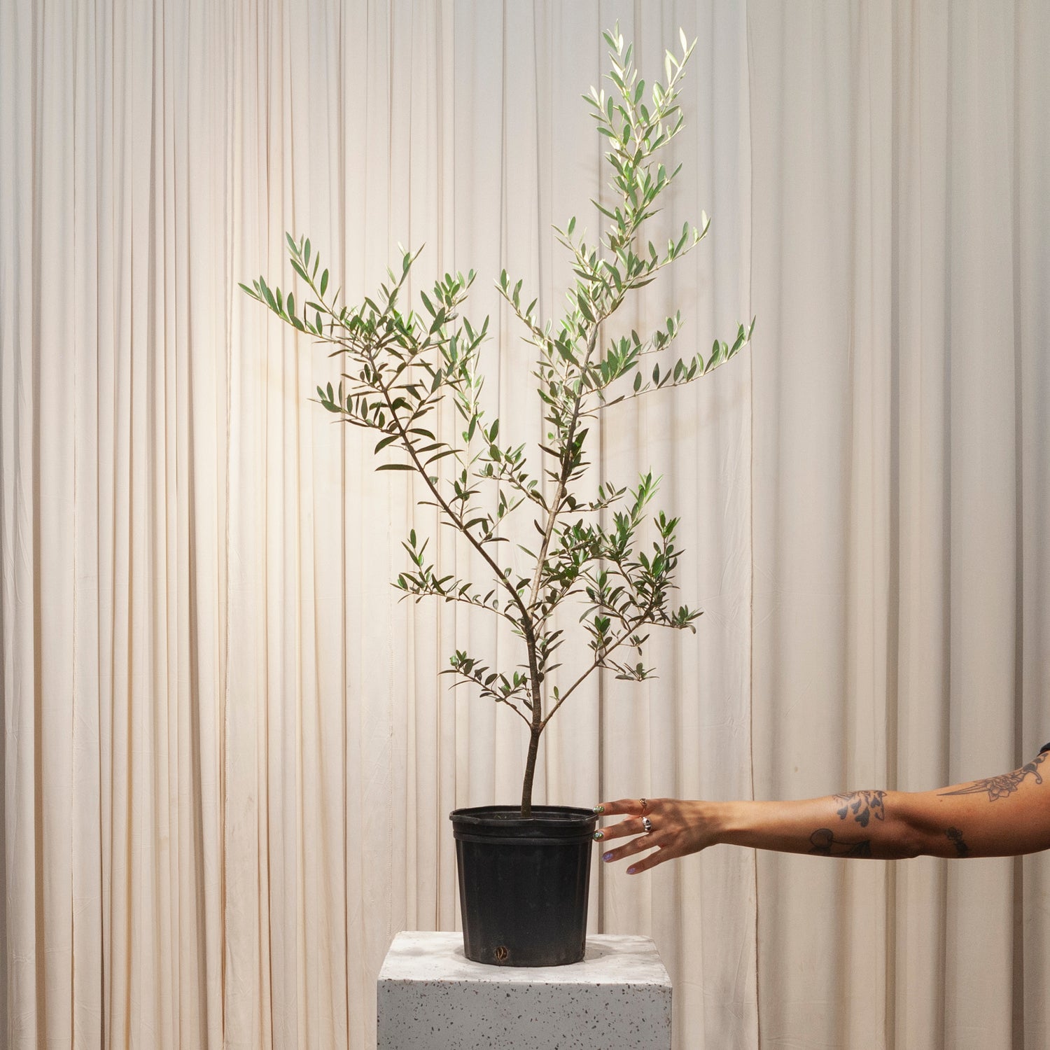 Olive Tree: Olea europaea 'Arbequina' - 8 inch pot - 2-3 foot tall — plant in pot — indoor plant for sale by Promise Supply for delivery and pickup in Toronto.