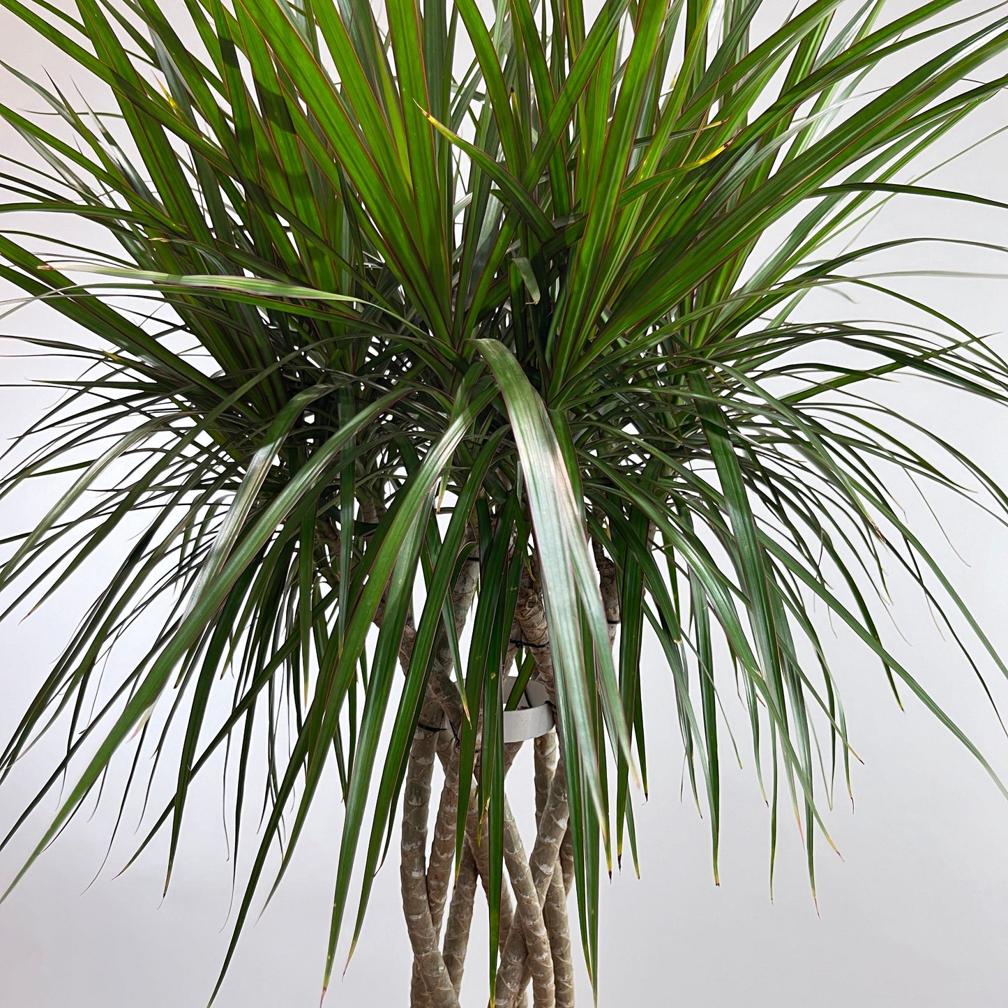 Open Weave Dragon Tree: Dracaena marginata - 10 inch pot - 4.5-5 foot tall