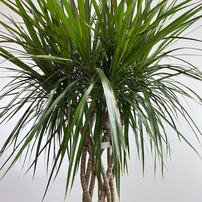Open Weave Dragon Tree: Dracaena marginata - 10 inch pot - 4.5-5 foot tall