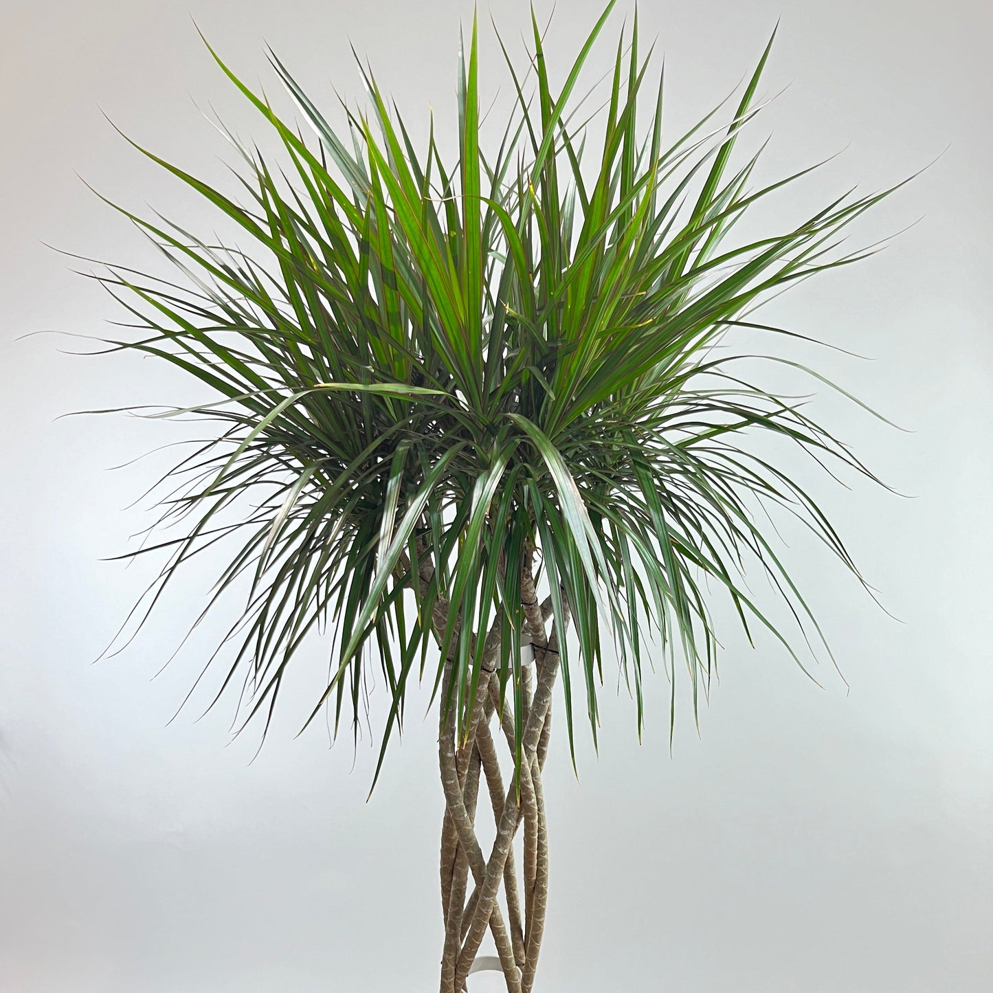 Open Weave Dragon Tree: Dracaena marginata - 10 inch pot - 4.5-5 foot tall