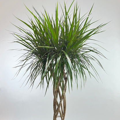 Open Weave Dragon Tree: Dracaena marginata - 10 inch pot - 4.5-5 foot tall