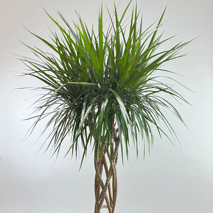 dracaena cambodiana tree Open Weave Dragon Tree: Marginata - 14" Pot
