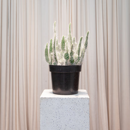 prickly pear snow cactus Fuzzy Prickly Pear Cactus - 10" Pot