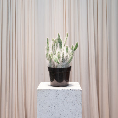 fuzzy prickly pear cactus Fuzzy Prickly Pear Cactus - 8" Pot