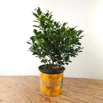 Orange Bush: Citrus × sinensis - 8 inch pot