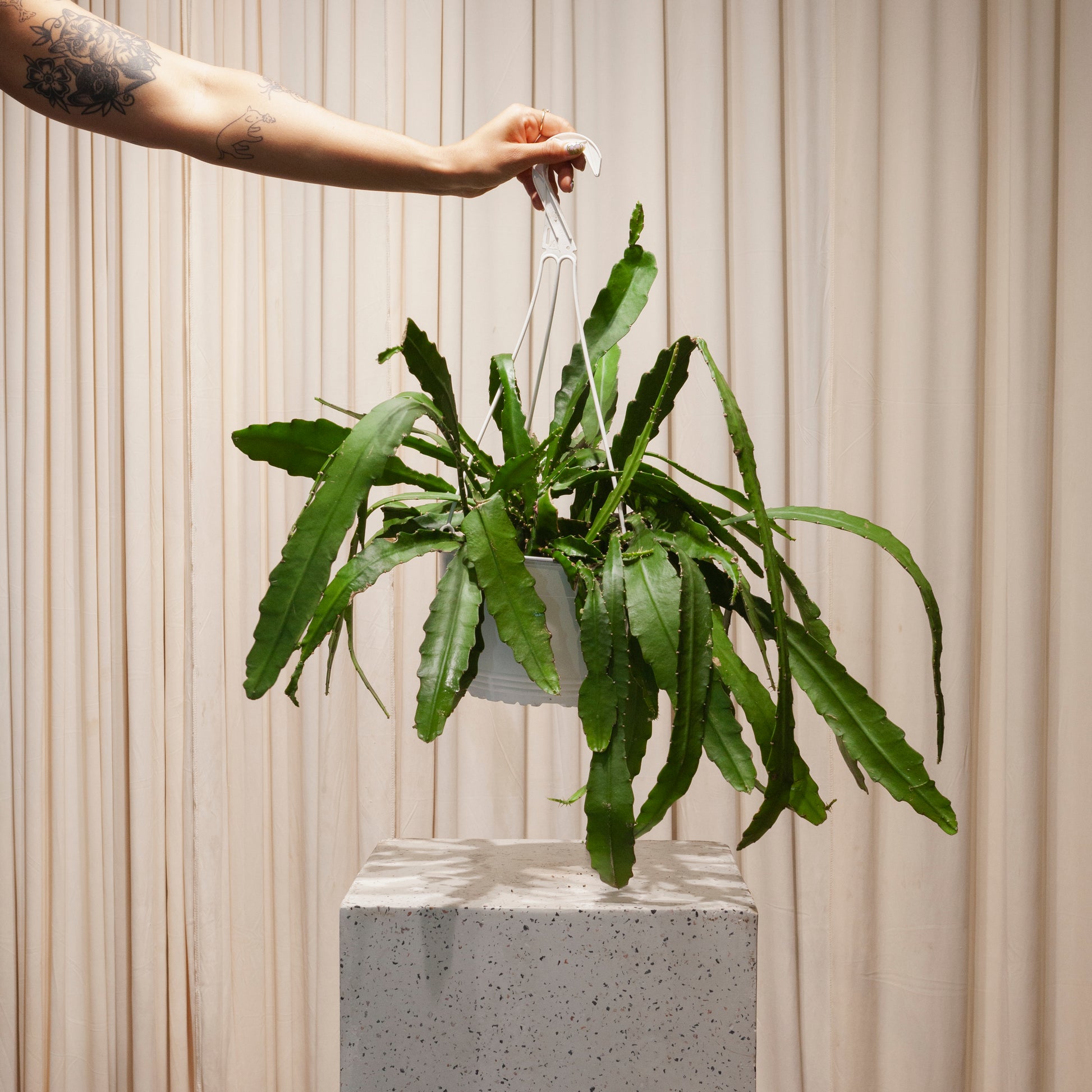 hanging cactus indoor plants Orchid Cactus: Disocactus - 8" Pot