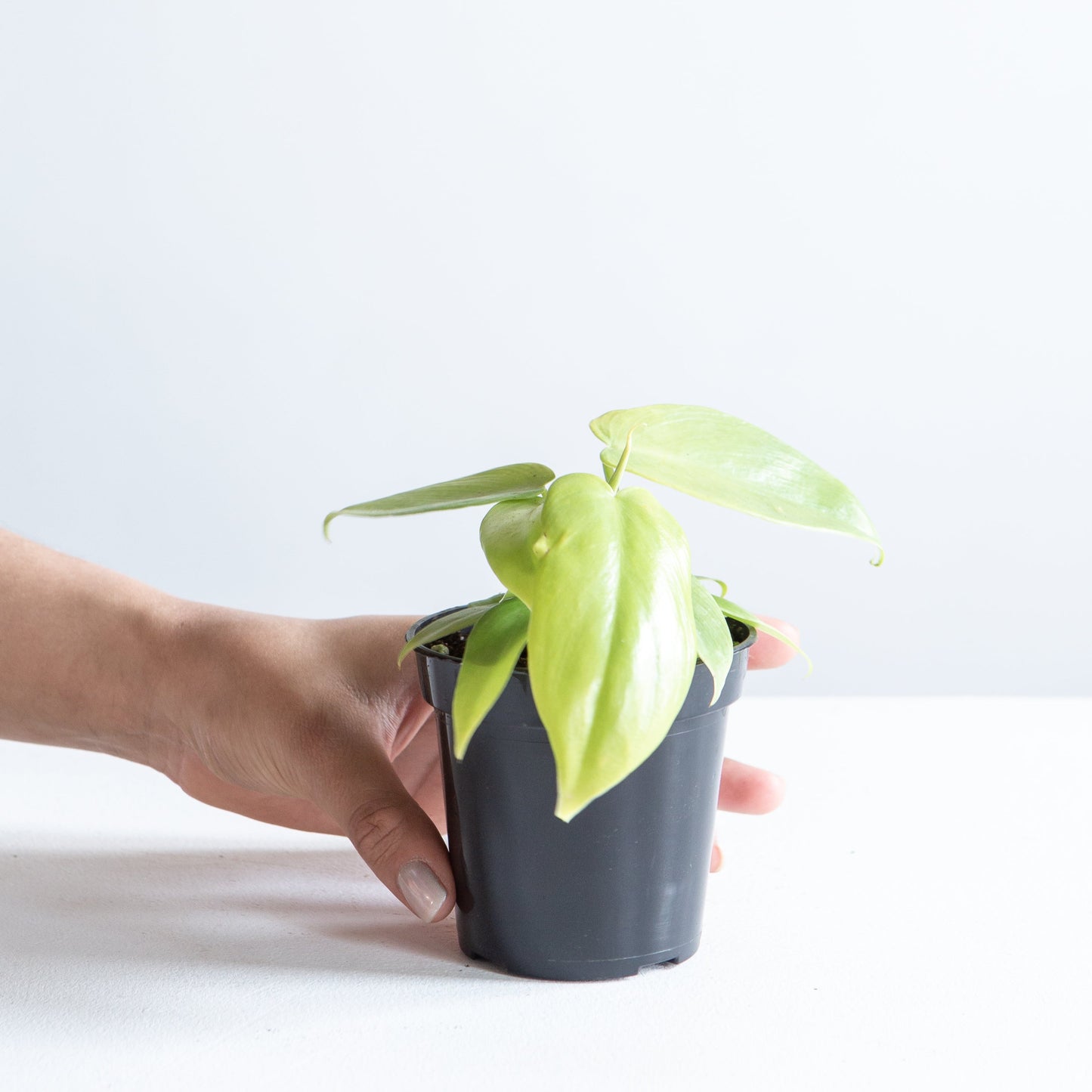 Golden Violin: Philodendron bipennifolium 'Aurea' - 4 inch pot — indoor plant — indoor plant for sale by Promise Supply for delivery and pickup in Toronto.