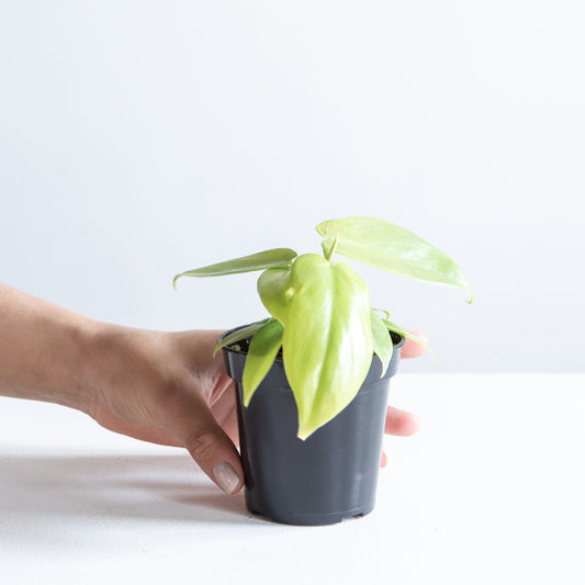 Golden Violin: Philodendron bipennifolium 'Aurea' - 4 inch pot — indoor plant — indoor plant for sale by Promise Supply for delivery and pickup in Toronto.