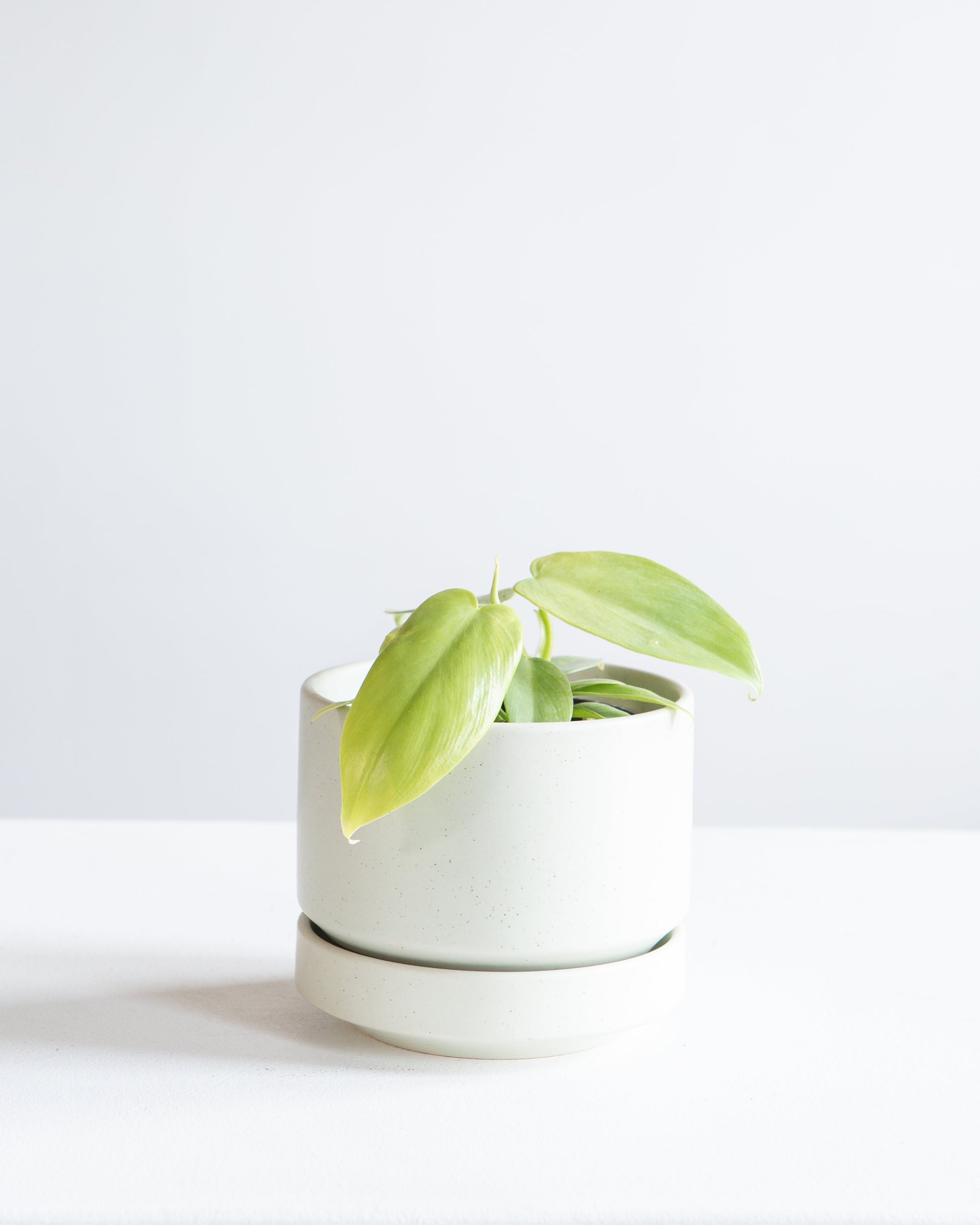 Golden Violin: Philodendron bipennifolium 'Aurea' - 4 inch pot — indoor plant — indoor plant for sale by Promise Supply for delivery and pickup in Toronto.