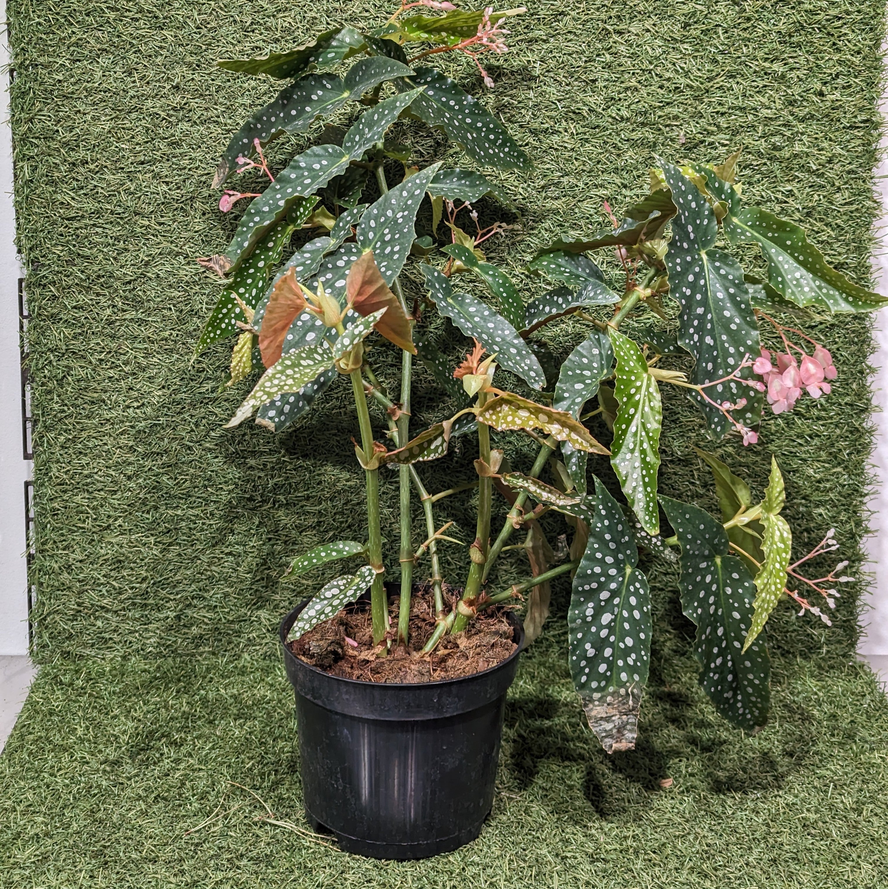 Spotted Begonia: Begonia Maculata - 6