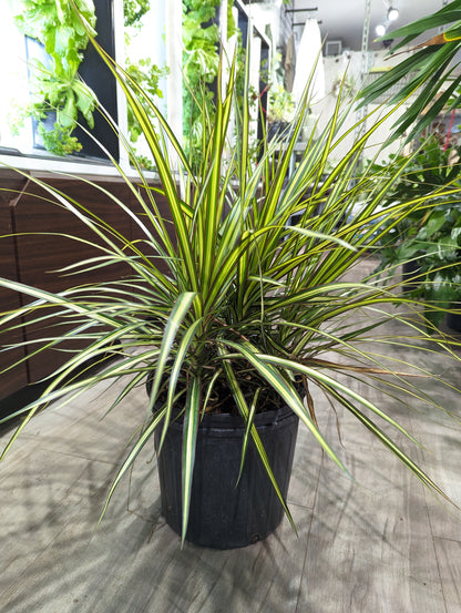 Kiwi Dragon Tree Bush: Dracaena marginata - 10 inch pot - 2-3 foot tall