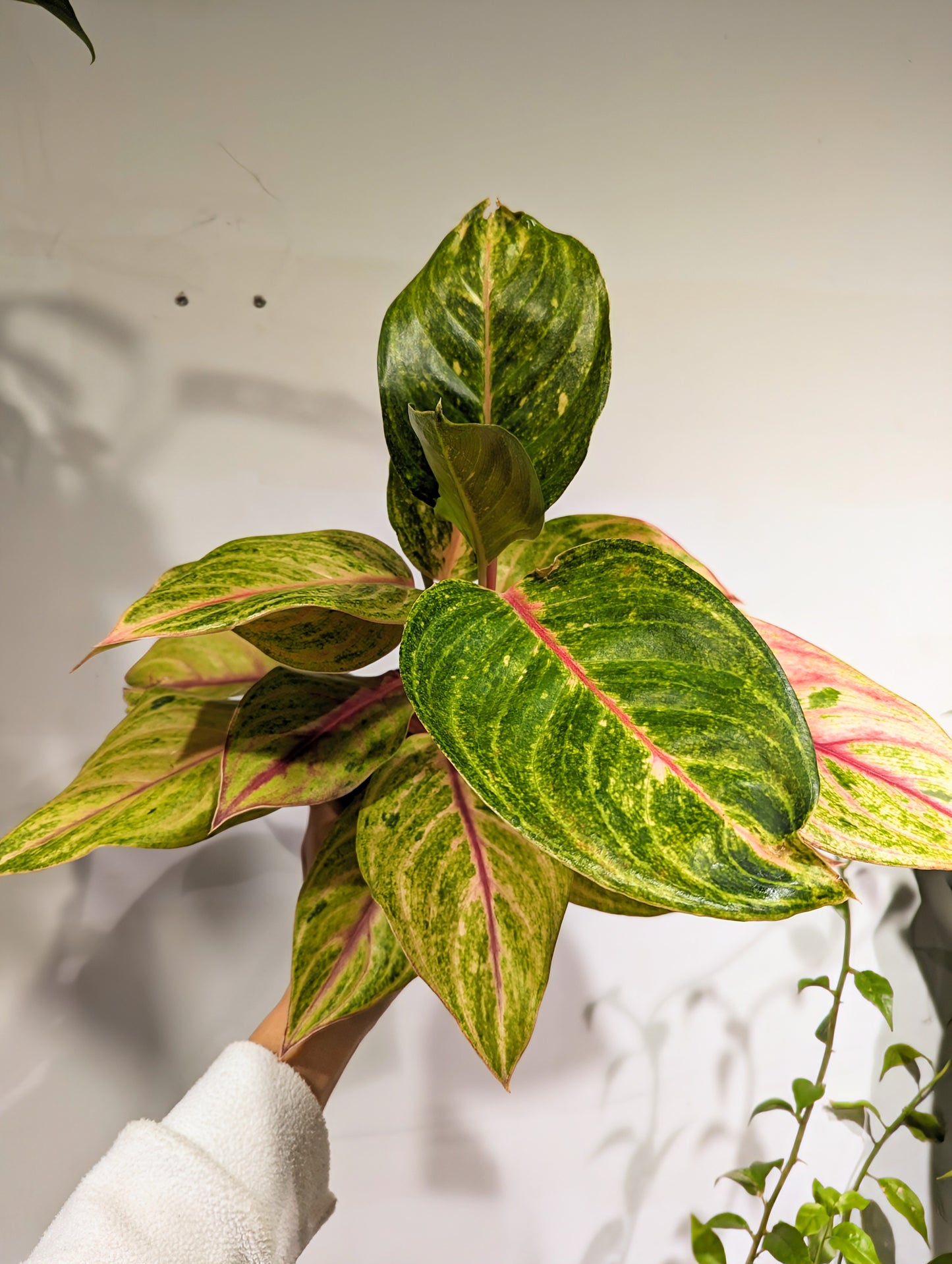 Golden Flourite Chinese Evergreen: Aglaonema - 5 inch pot