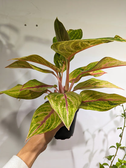 Golden Flourite Chinese Evergreen: Aglaonema - 5 inch pot