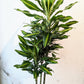 Lemon Lime: Dracaena fragrans 'Warneckii Ulises' - 8 inch pot - 3-5 foot tall