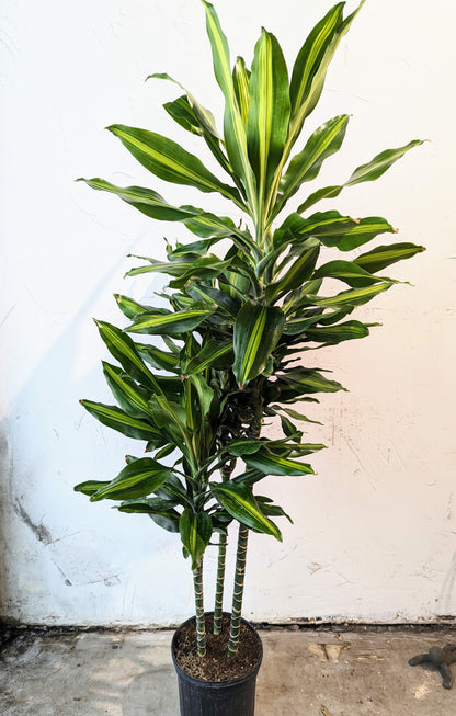 Lemon Lime Cane: Dracaena fragrans 'Warneckii Ulises' - 8 inch pot - 3-5 foot tall