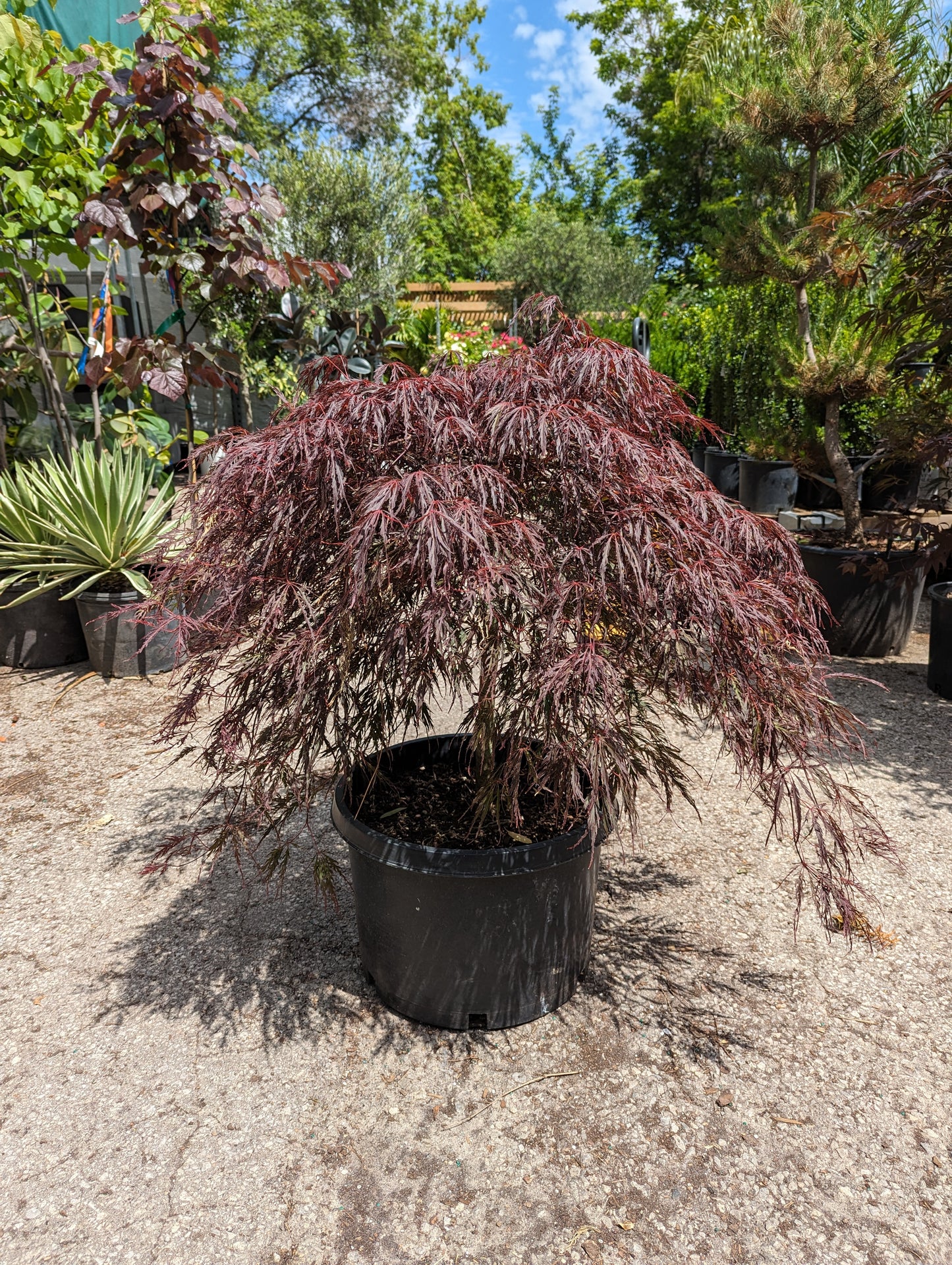 Crimson Queen Japanese Maple: Acer palmatum disectum 'Crimson Queen'