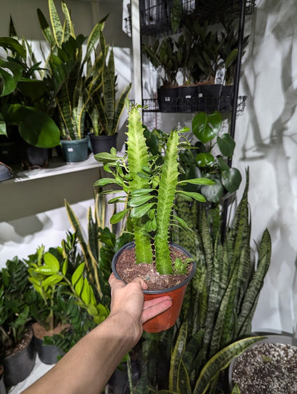 African Milk Tree Cactus: Euphorbia trigona - 6 inch pot