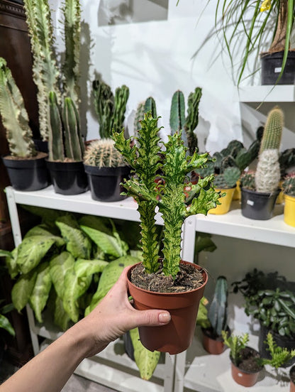 Variegated African Milk Tree Cactus: Euphorbia trigona - 5 inch pot