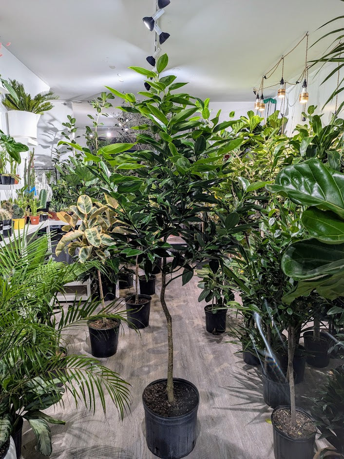 Ceylon Cinnamon Tree: Cinnamomum verum - 14 inch Pot - 6 foot Tall