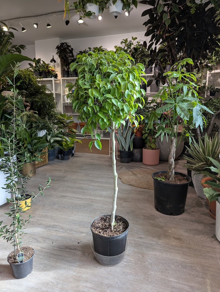 Weeping Fig Tree: Ficus benjamina - 10 inch pot - 4-4.5 tall