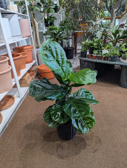 Fiddle Leaf Fig Column: Ficus lyrata - 10 inch pot - 2-5 foot tall