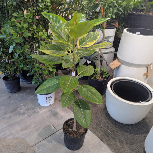 Yellow Gem Fig Column: Ficus altissima - 10 inch pot - 4-5 foot tall