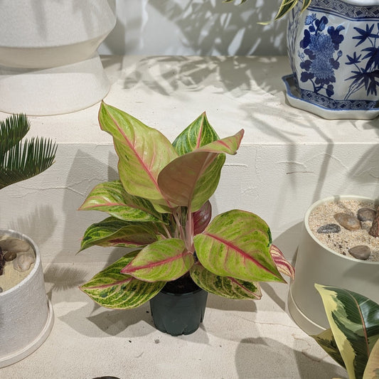 Golden Flourite Chinese Evergreen: Aglaonema - 5 inch pot