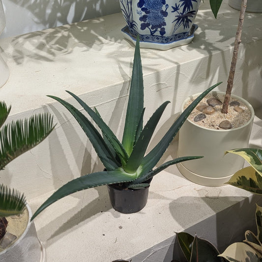 Equator Aloe: Aloe medivera - 5 inch pot