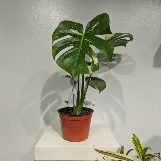 Variegated Monstera: Monstera deliciosa 'Thai Constellation' - 6 inch pot