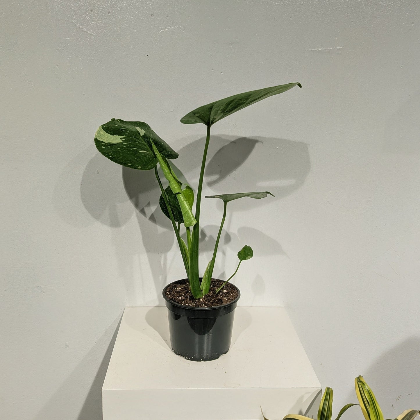 Variegated Monstera: Monstera deliciosa 'Thai Constellation' - 5 inch pot