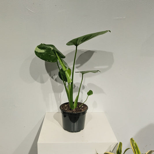 Variegated Monstera: Monstera deliciosa 'Thai Constellation' - 5 inch pot