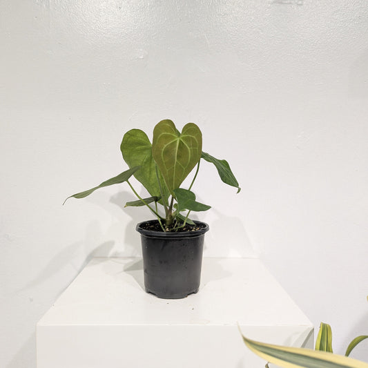 White-Veined Anthurium: Anthurium clarinervium - 4 inch pot