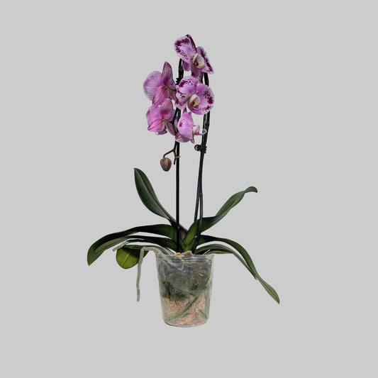 Waterfall Moth Orchid: Phalaenopsis - 5 inch pot