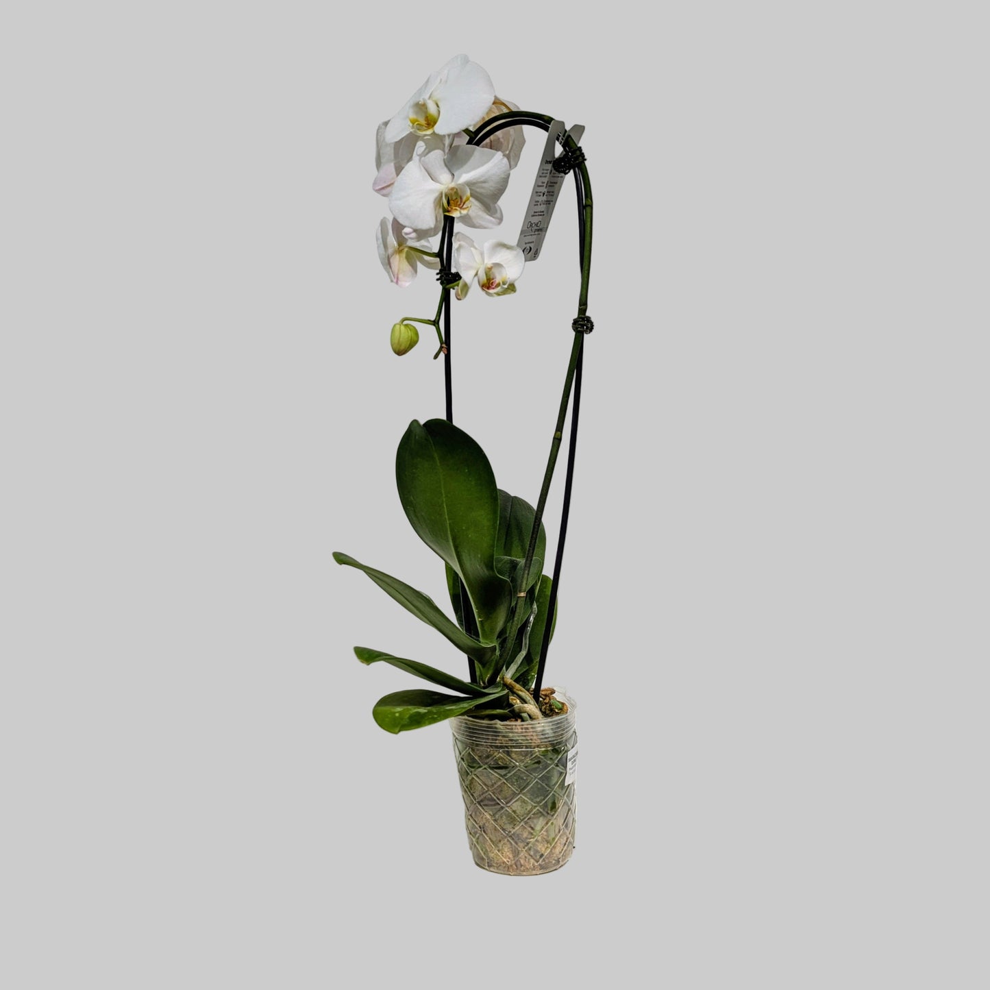 Waterfall Moth Orchid: Phalaenopsis - 5 inch pot