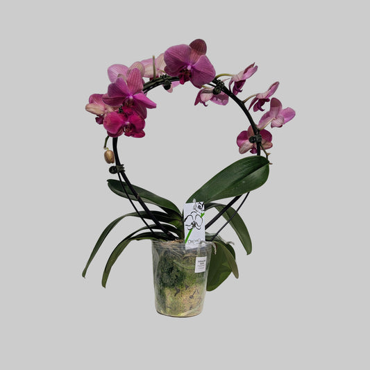 Infinity Moth Orchid: Phalaenopsis - 5 inch pot