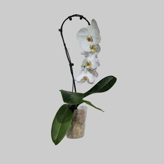 Swan Moth Orchid: Phalaenopsis - 5 inch pot