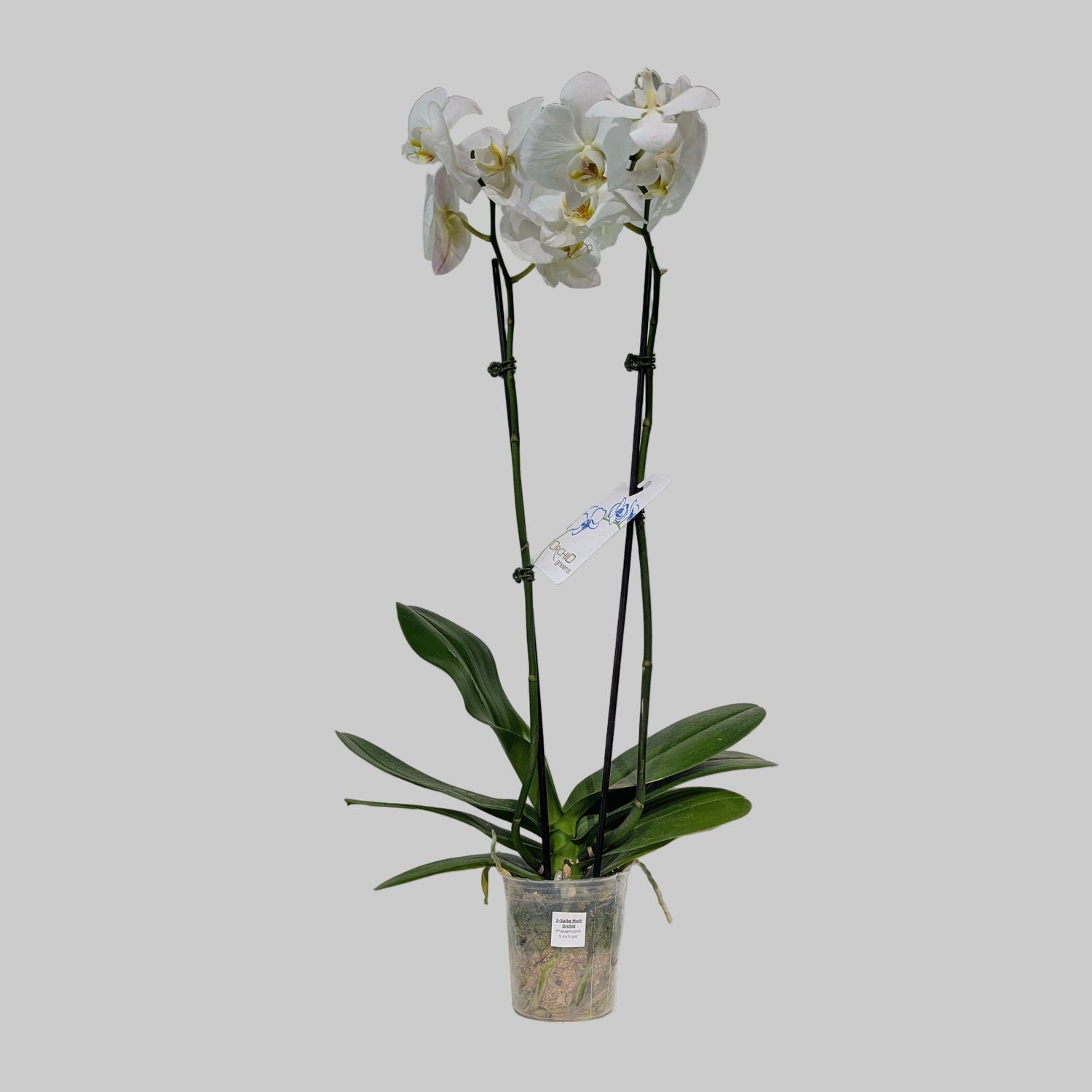 2-Spike Moth Orchid: Phalaenopsis - 5 inch pot — indoor plant — indoor plant for sale by Promise Supply for delivery and pickup in Toronto.