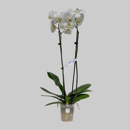 2-Spike Moth Orchid: Phalaenopsis - 5 inch pot