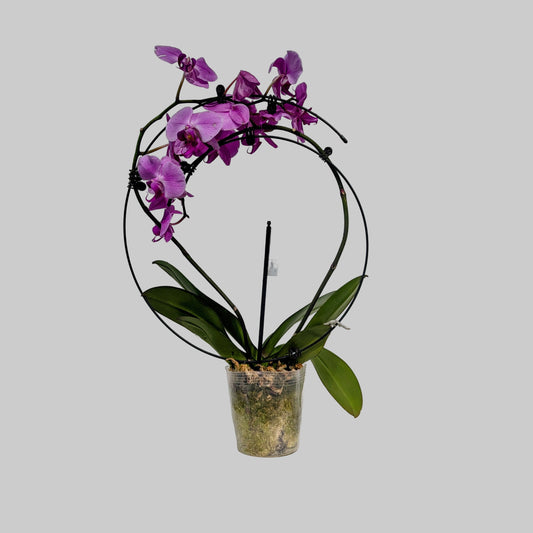 Casa Luna Moth Orchid: Phalaenopsis - 5 inch pot