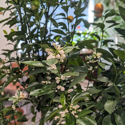 Calamansi/Calamondin Tree: Citrofortunella microcarpa - 16 inch pot - 5-6 foot tall