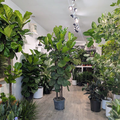 Fiddle Leaf Fig Multi-Stem: Ficus lyrata - 14 inch pot - 8 foot tall