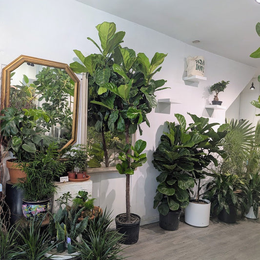 Mature Fiddle Leaf Fig Tree: Ficus lyrata - 14 inch pot - 6.5-8.5 foot tall